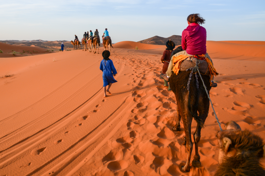 morocco camel desert